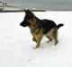 Schæferhund Team-Dika´s Britney