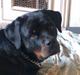 Rottweiler Augusta