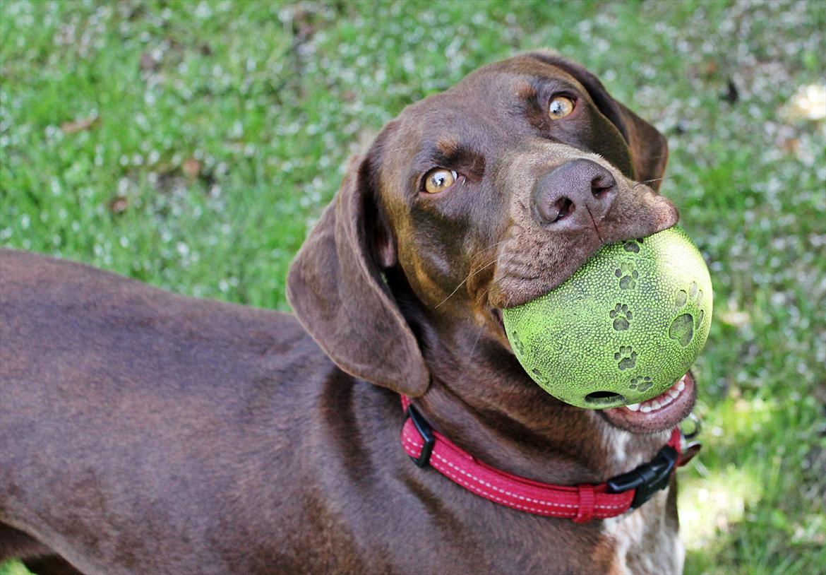 Blanding af racer zenta billede 4