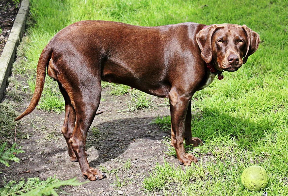 Blanding af racer zenta billede 2