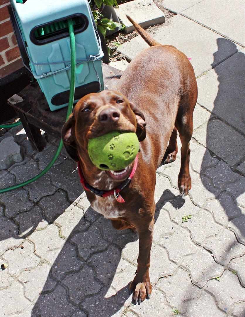 Blanding af racer zenta billede 3