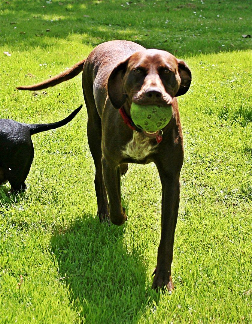 Blanding af racer zenta billede 5