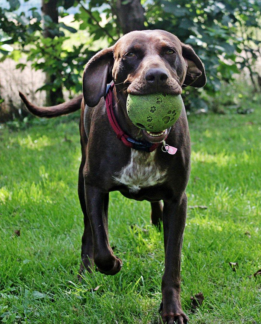 Blanding af racer zenta billede 6