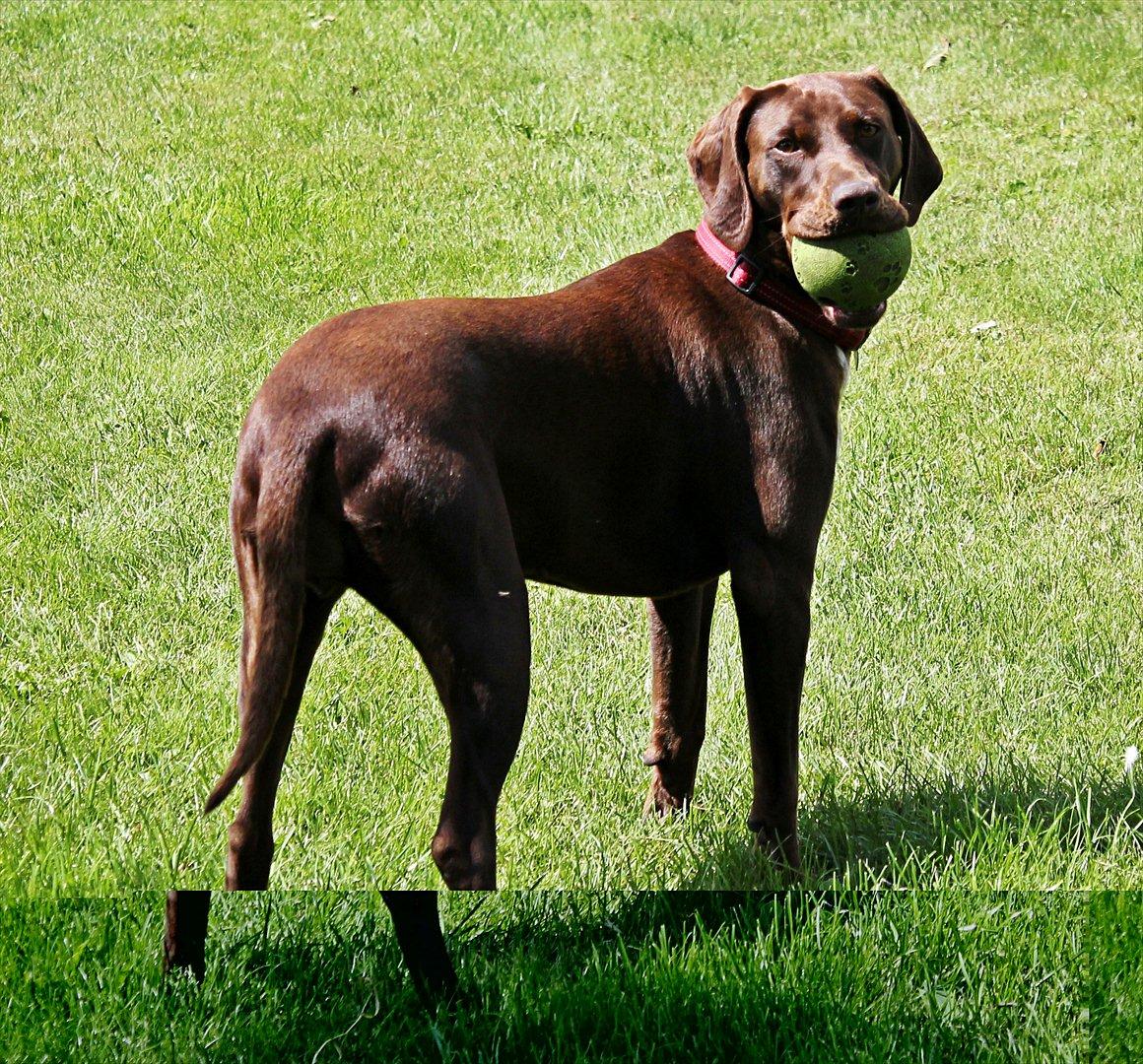 Blanding af racer zenta billede 7