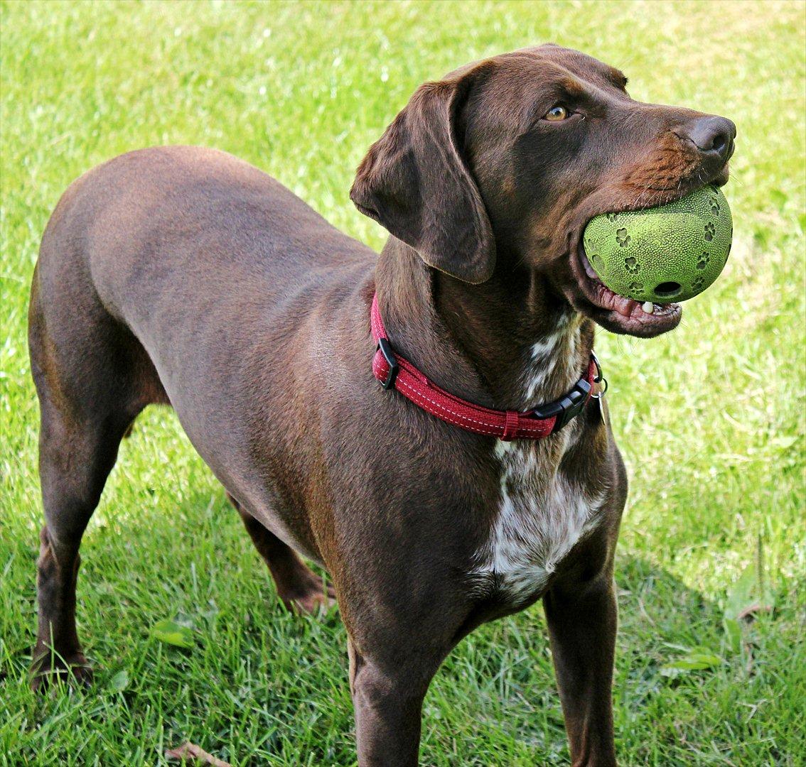 Blanding af racer zenta billede 8