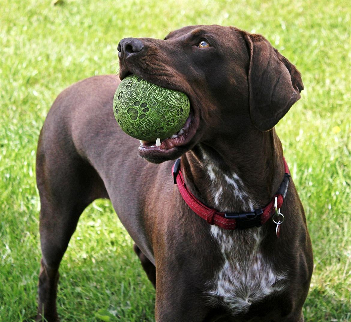 Blanding af racer zenta billede 9