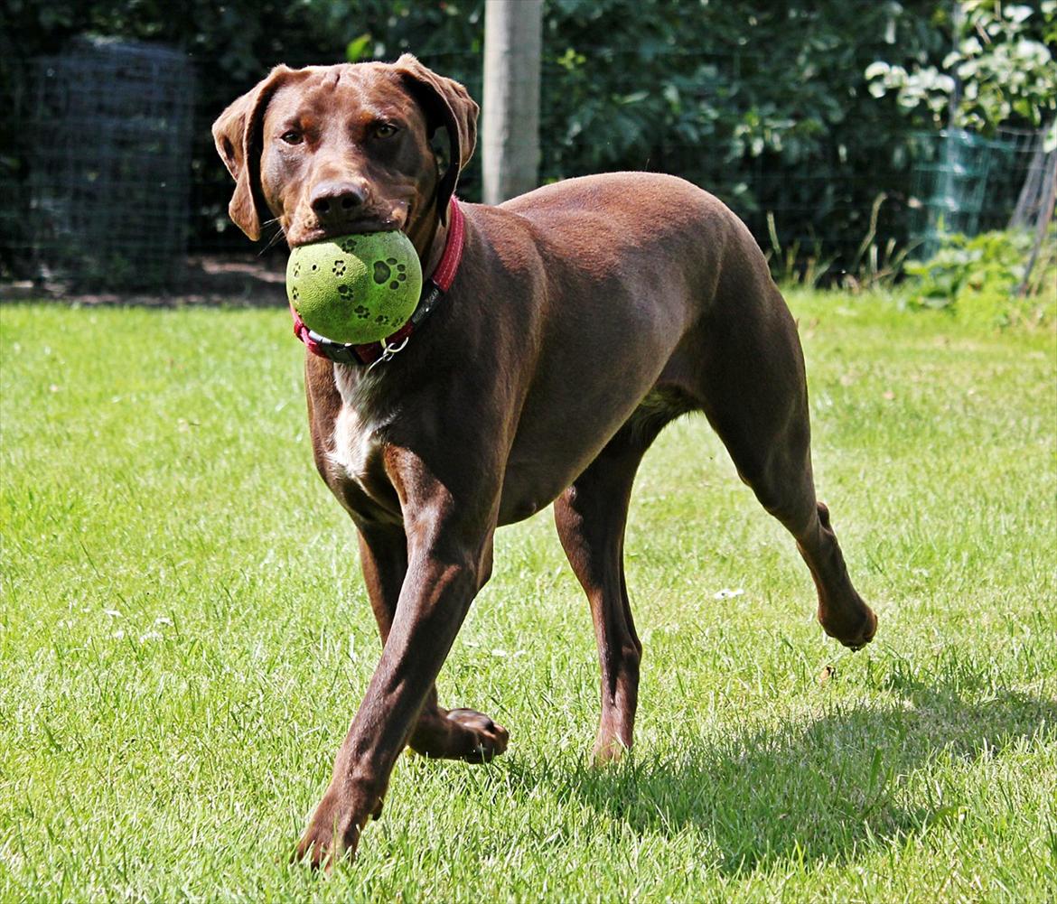 Blanding af racer zenta billede 10