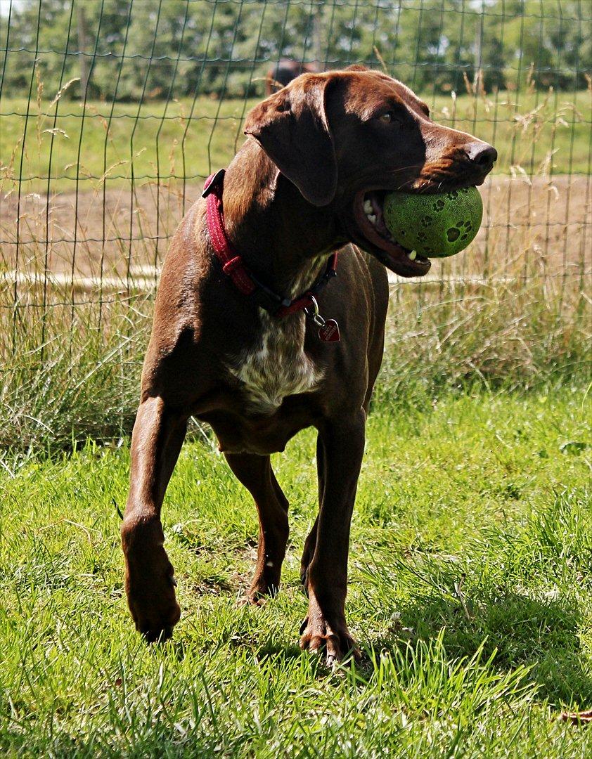 Blanding af racer zenta billede 11