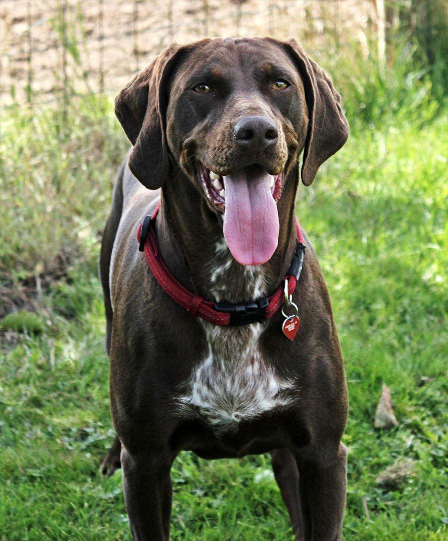 Blanding af racer zenta billede 12