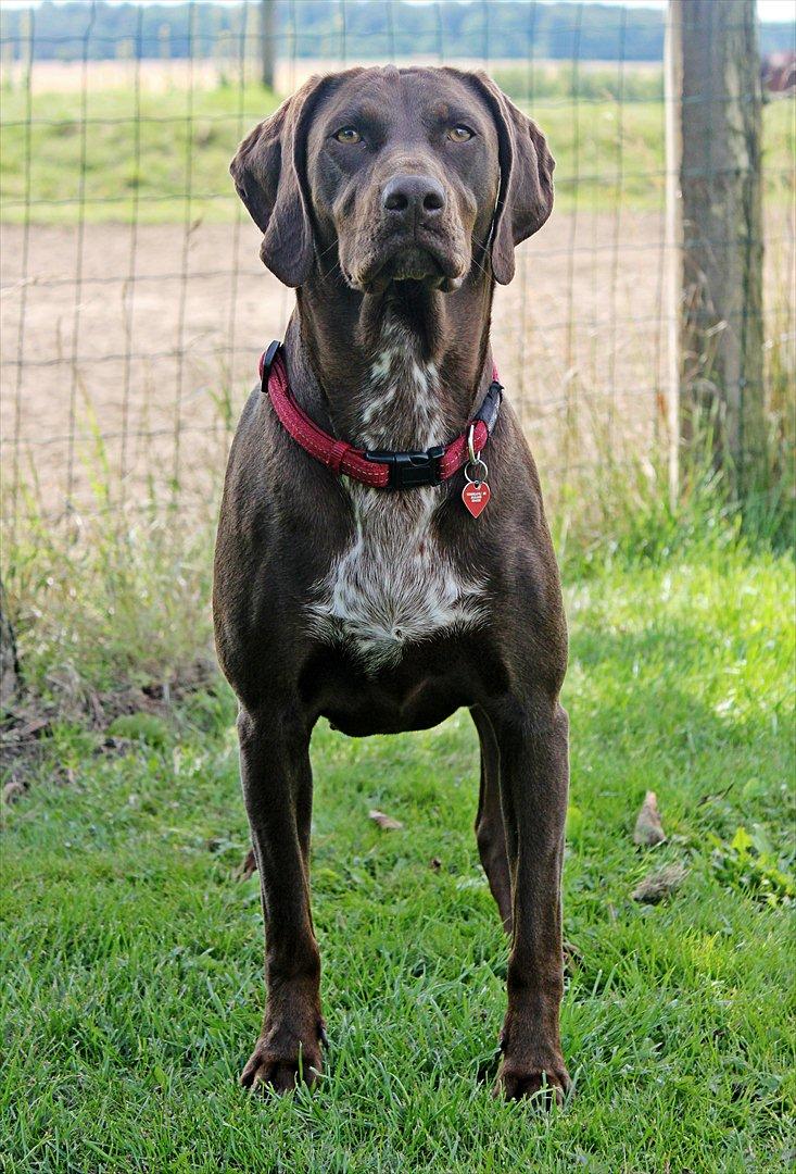 Blanding af racer zenta billede 13