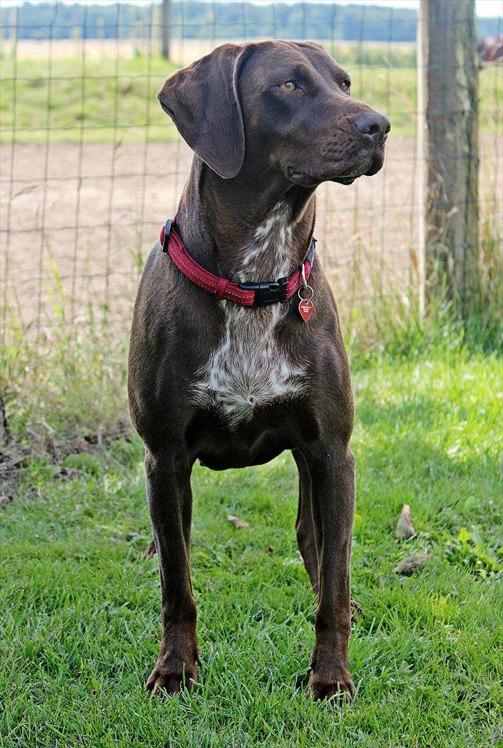 Blanding af racer zenta billede 14