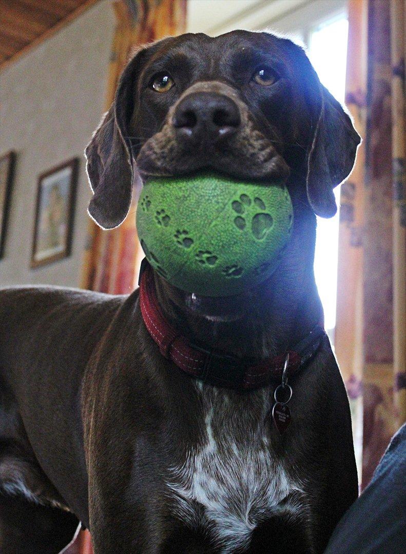 Blanding af racer zenta billede 15