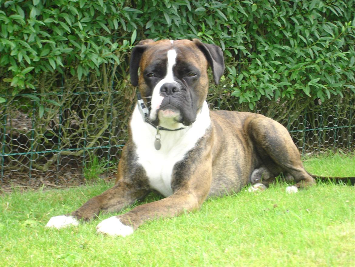 Boxer Primo - sommer 2011 billede 1