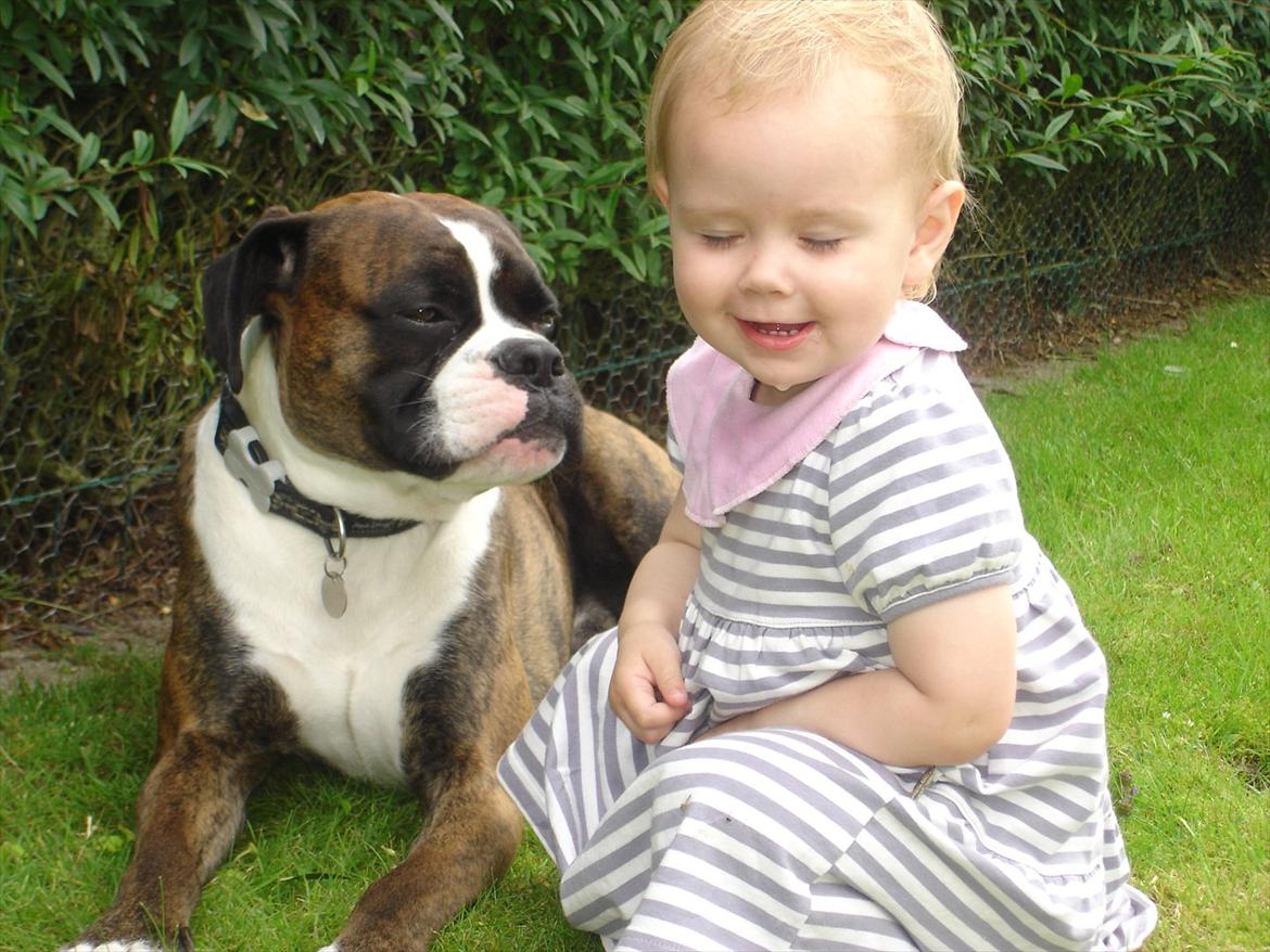 Boxer Primo - Filucca og Primo sommer 2011 billede 2