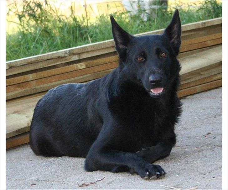 Schæferhund Diddie Von Tjarnshaget billede 1