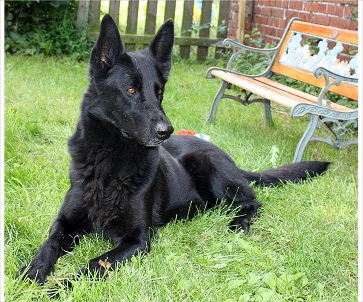 Schæferhund Diddie Von Tjarnshaget billede 2