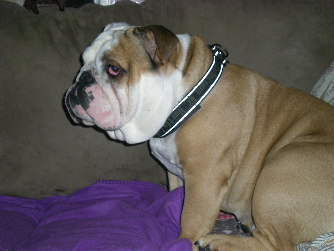 Engelsk bulldog otto - Jeg er for lækker.... billede 13