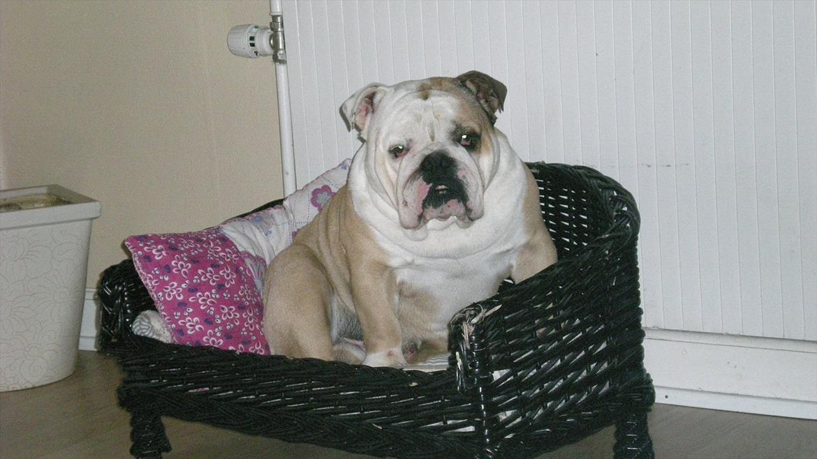 Engelsk bulldog otto - kære julemand.. jeg ønsker mig en større kurv... billede 14