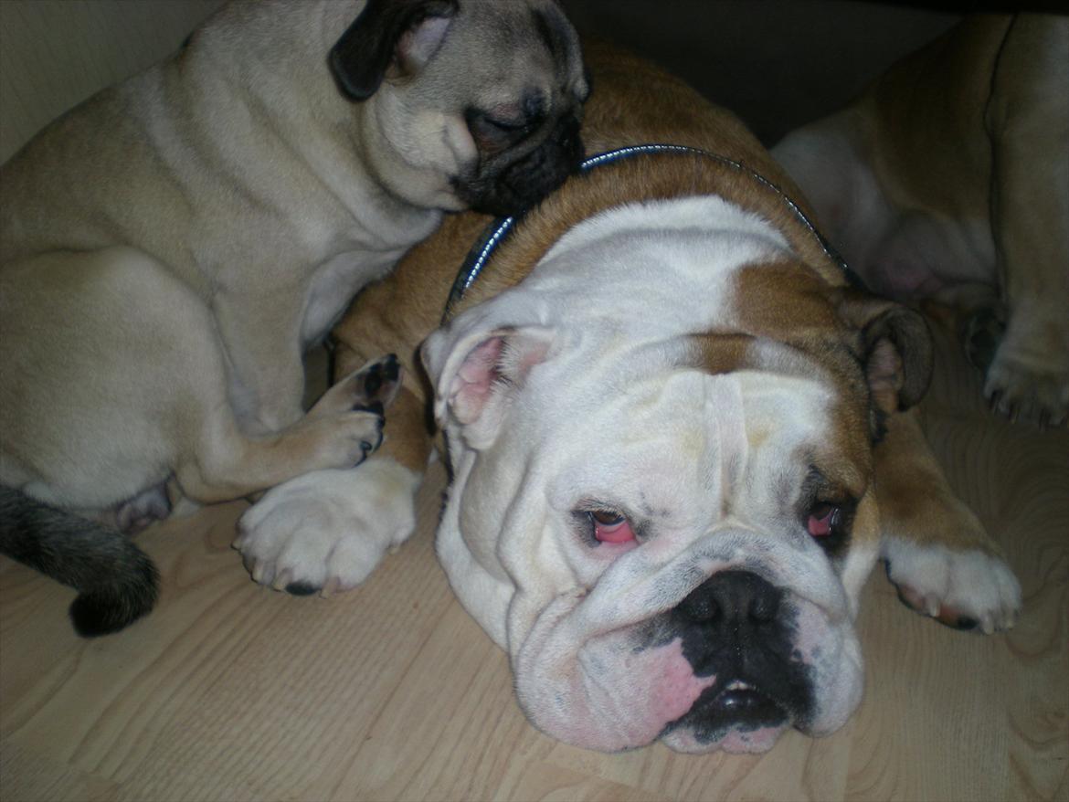 Engelsk bulldog otto - hmmm..så er jeg barnepige igen.. billede 15