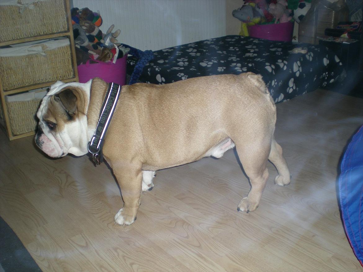 Engelsk bulldog otto - mors smuksak billede 16