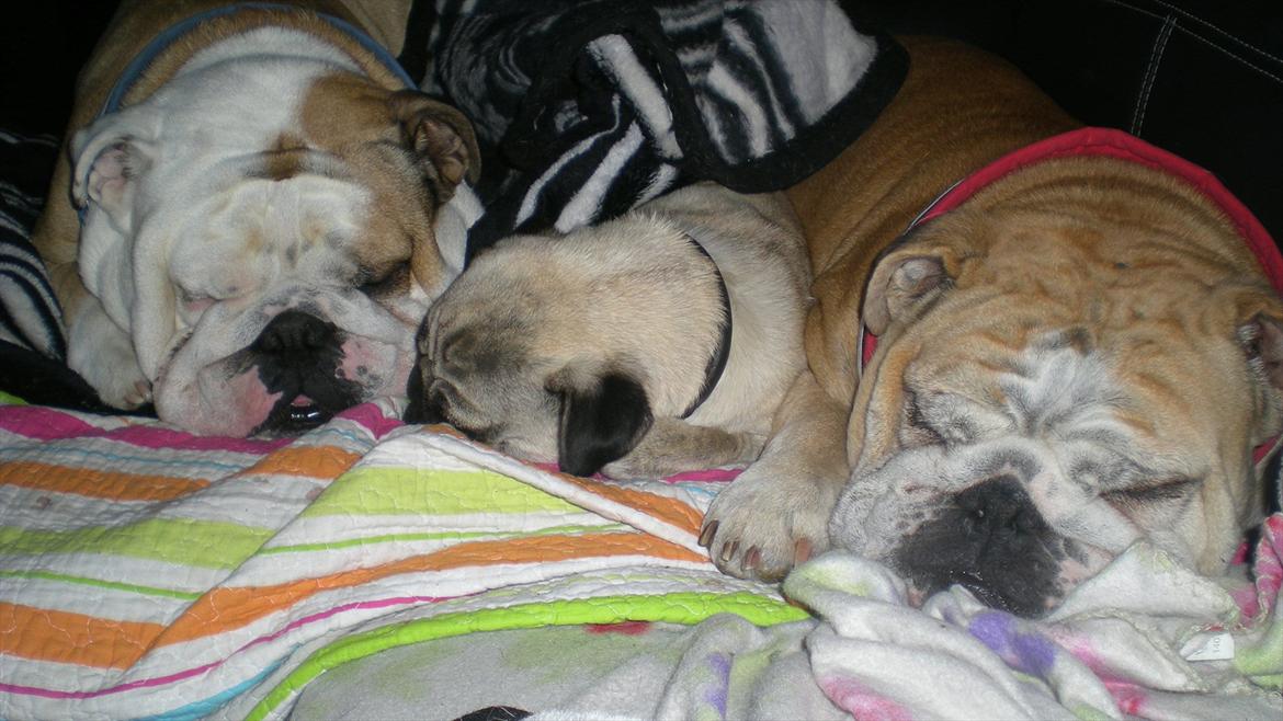 Engelsk bulldog otto - dejligt at putte i sofaen med tøserne billede 17