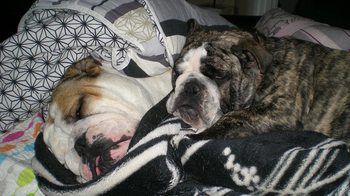 Engelsk bulldog otto - Ja køn er hun ikke, men hun er jo min gode ven..... billede 18