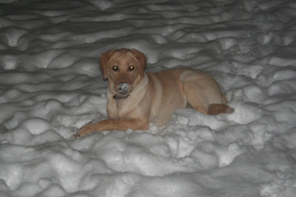 Labrador retriever Siska  billede 11