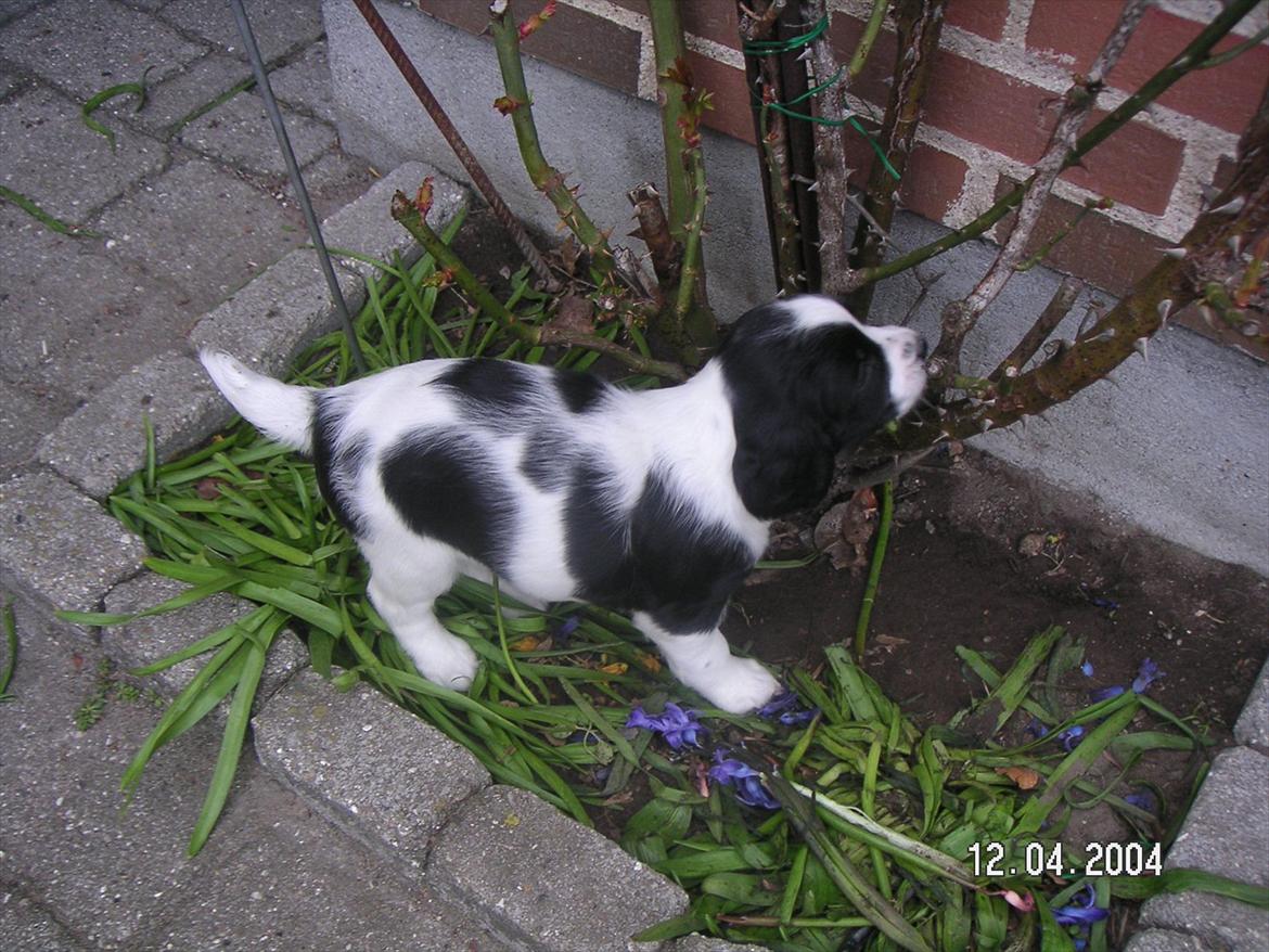Field Trial spaniel Sif billede 3