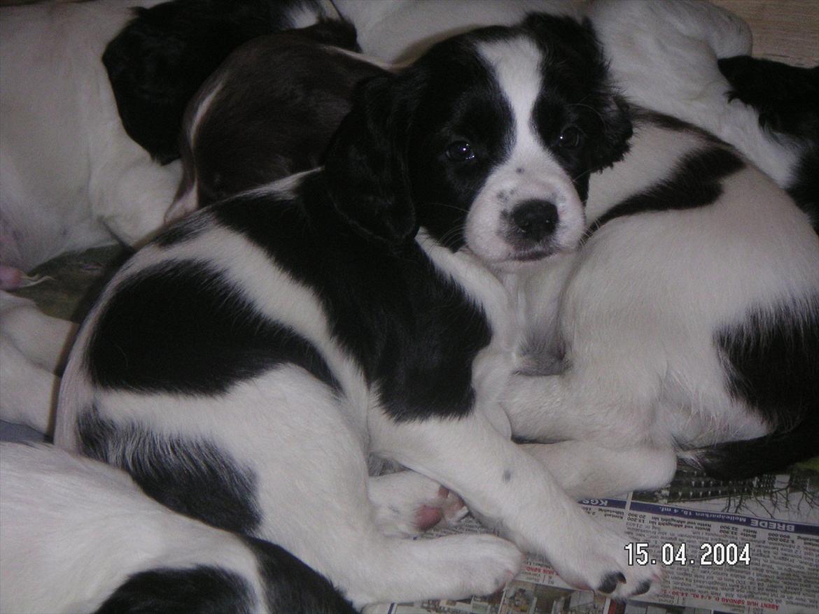 Field Trial spaniel Sif billede 11