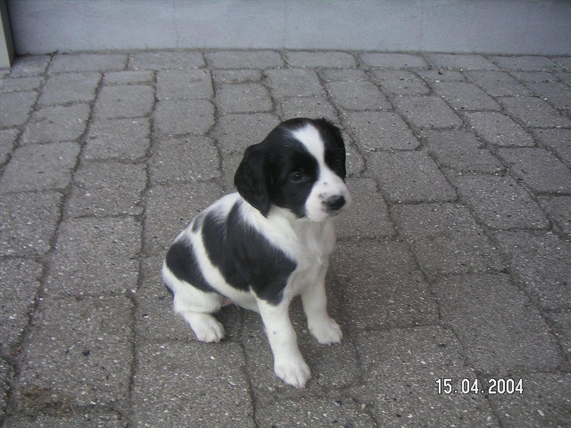 Field Trial spaniel Sif billede 7