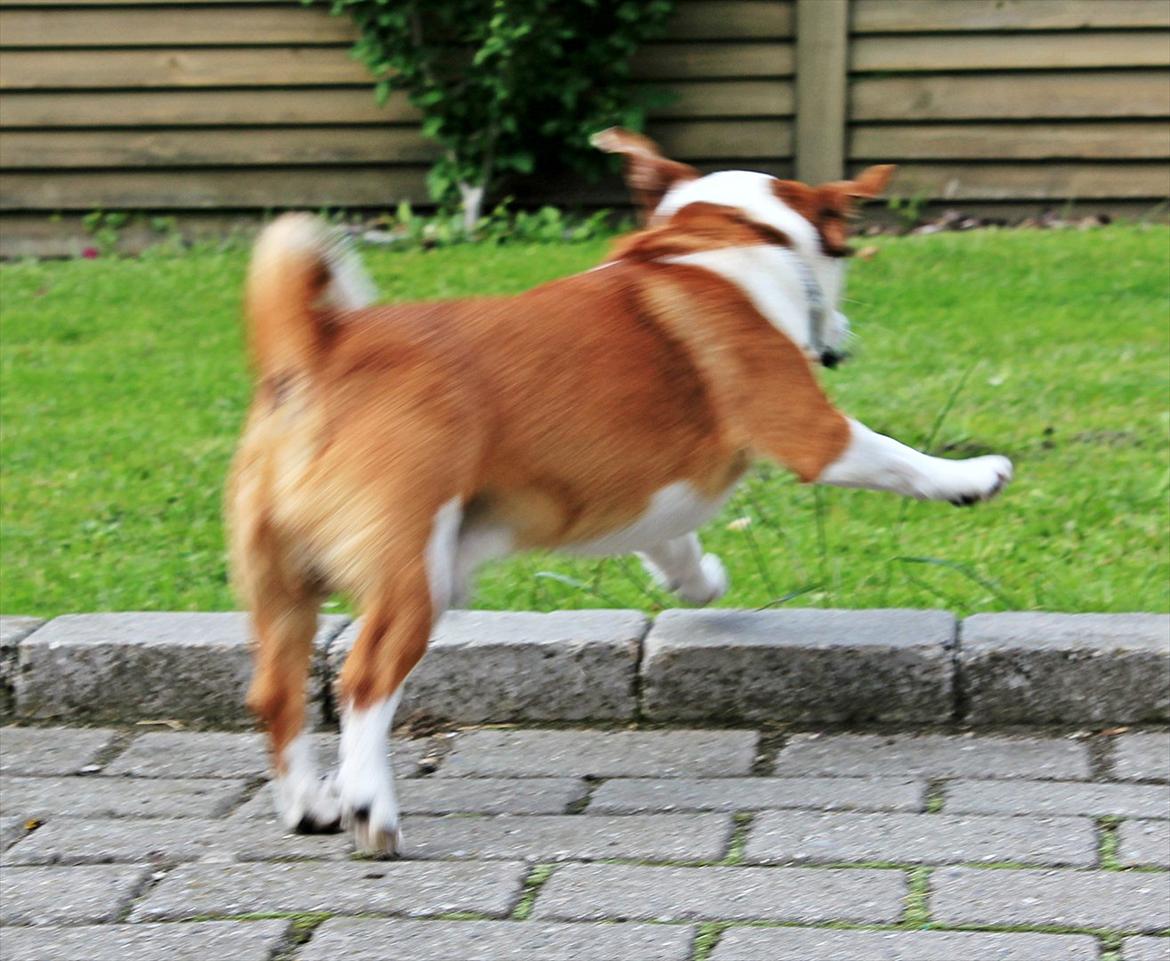 Jack russell terrier fido - Foto: Mathilde.D.B.Larsen. (Mig) billede 11
