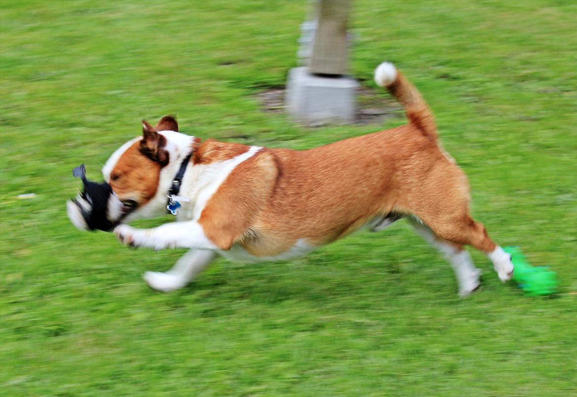 Jack russell terrier fido - Foto: Mathilde.D.B.Larsen. (Mig) billede 12