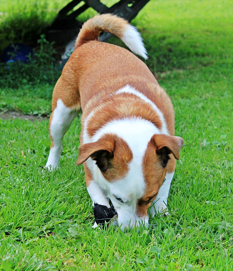 Jack russell terrier fido - Foto: Mathilde.D.B.Larsen. (Mig) billede 13