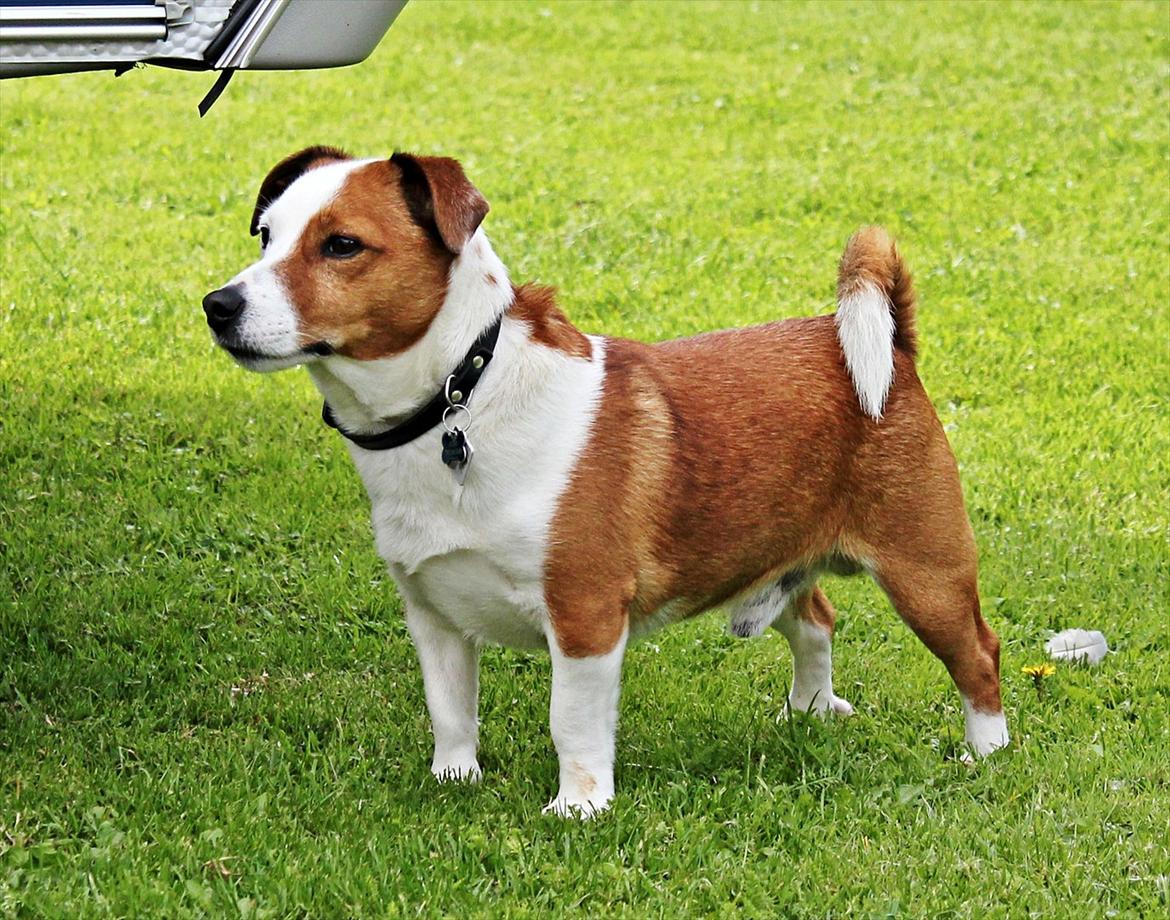 Jack russell terrier fido - Foto: Mathilde.D.B.Larsen. (Mig) billede 14