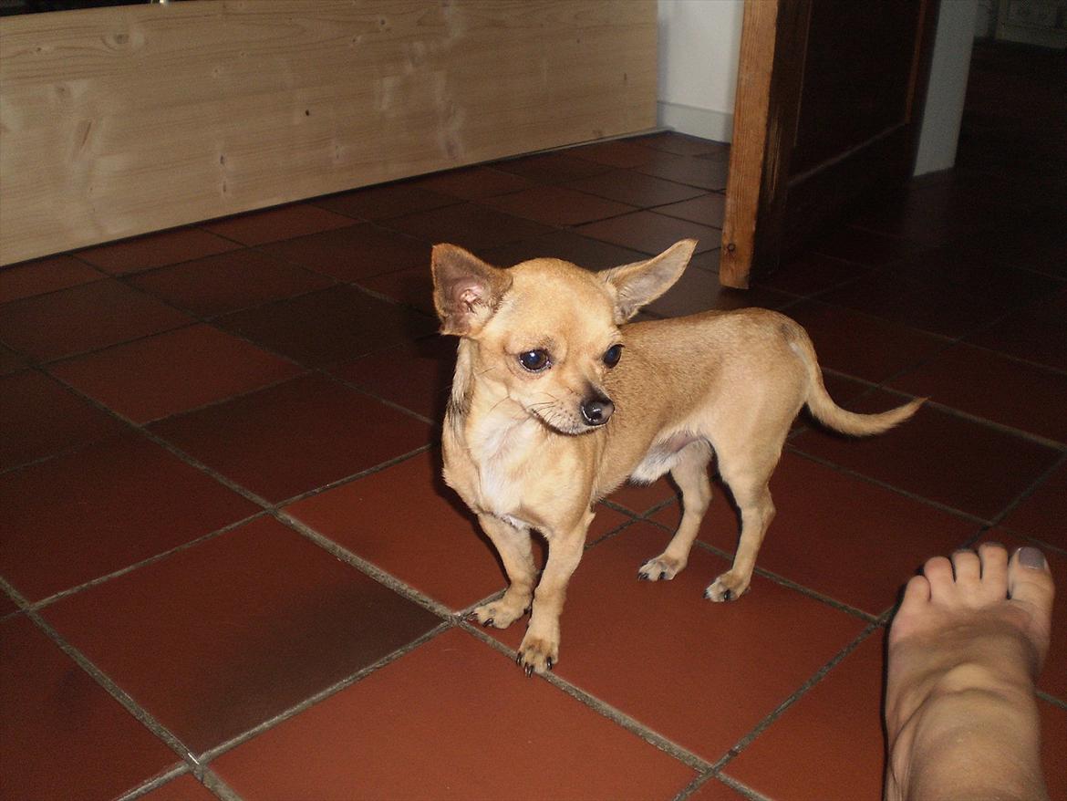 Chihuahua Loui billede 4