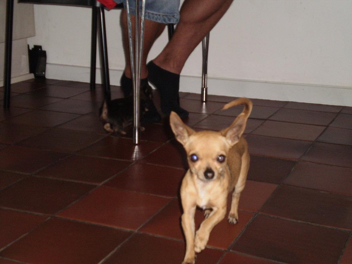 Chihuahua Loui billede 2