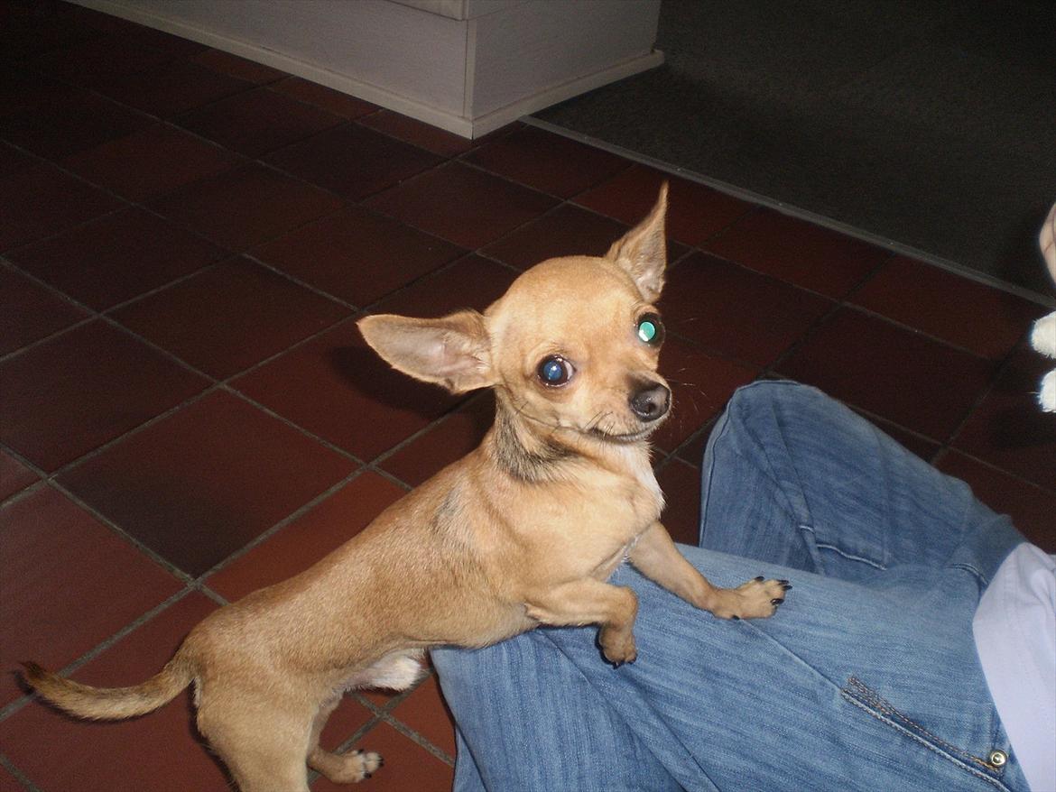 Chihuahua Loui billede 3