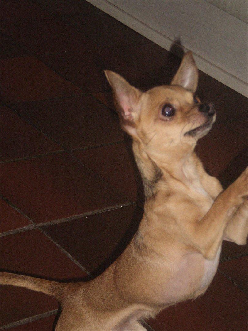 Chihuahua Loui billede 1
