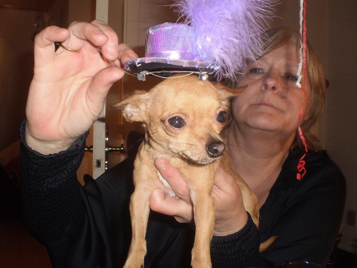 Chihuahua Loui billede 5