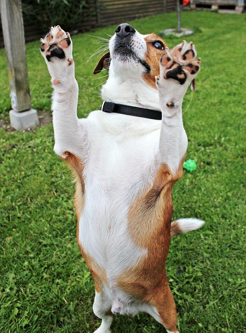 Jack russell terrier fido - Foto: Mathilde.D.B.Larsen. (Mig) billede 15