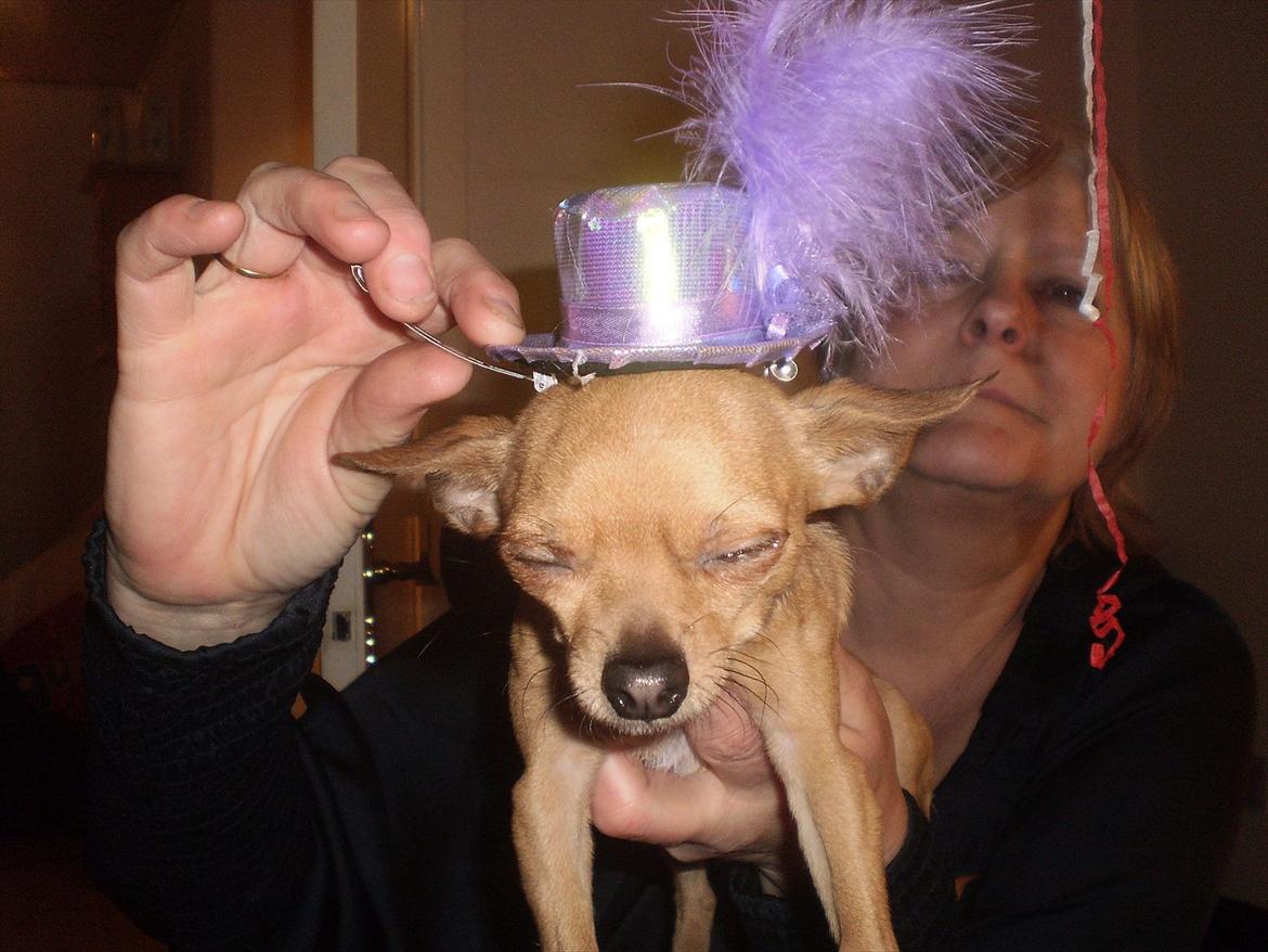 Chihuahua Loui billede 6