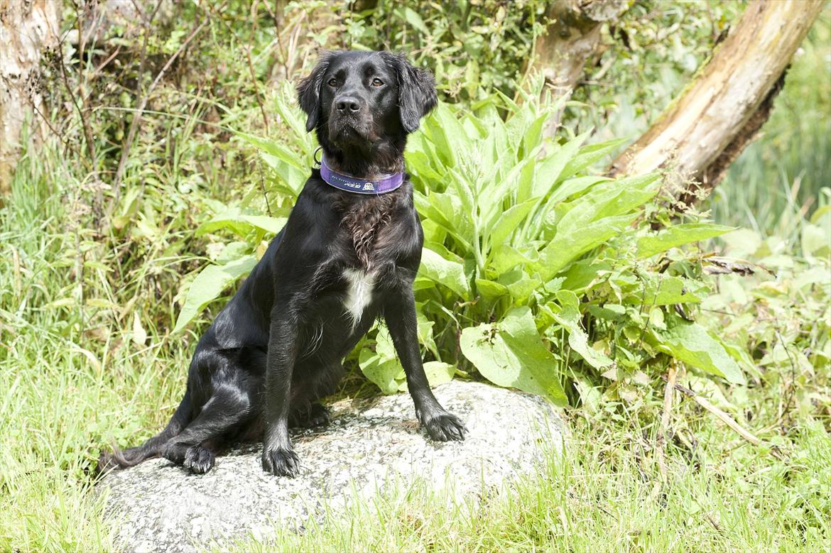 Blanding af racer Molly (lab/kleinermünster billede 18