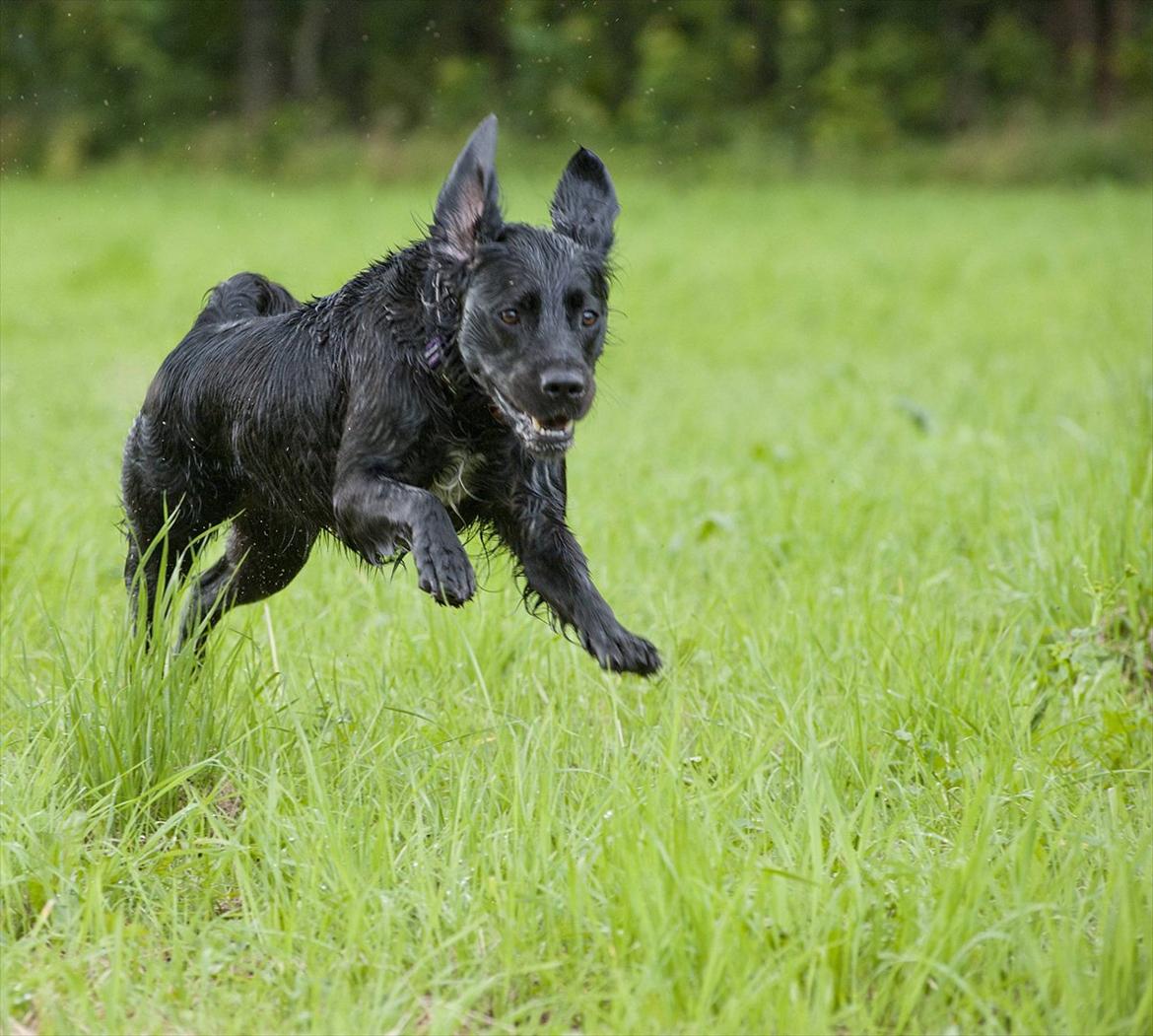 Blanding af racer Molly (lab/kleinermünster billede 19