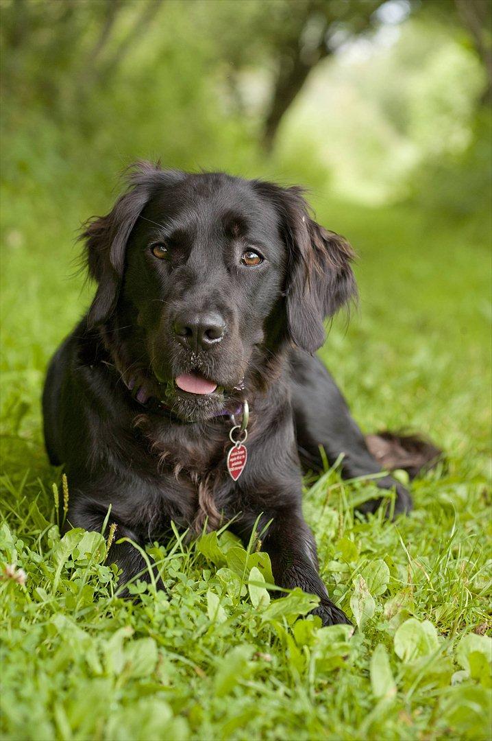 Blanding af racer Molly (lab/kleinermünster billede 1