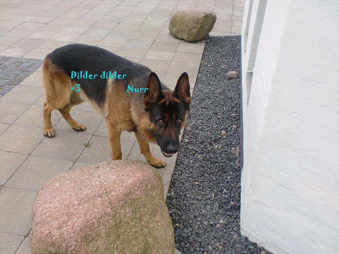 Schæferhund Diesel<3 Den vilde:-* billede 17