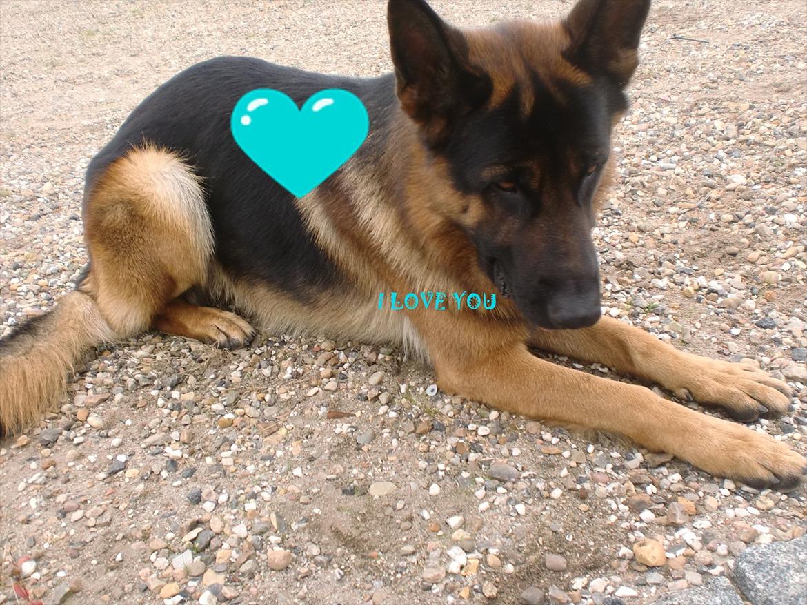 Schæferhund Diesel<3 Den vilde:-* billede 18