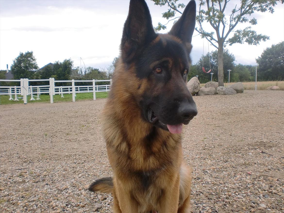 Schæferhund Diesel<3 Den vilde:-* billede 19