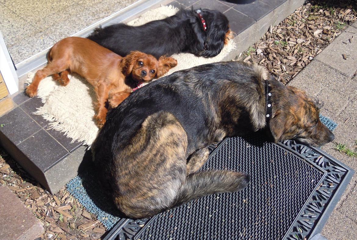 Cavalier king charles spaniel Cikca - Her hygger jeg i haven , med min mor og store søster. billede 1