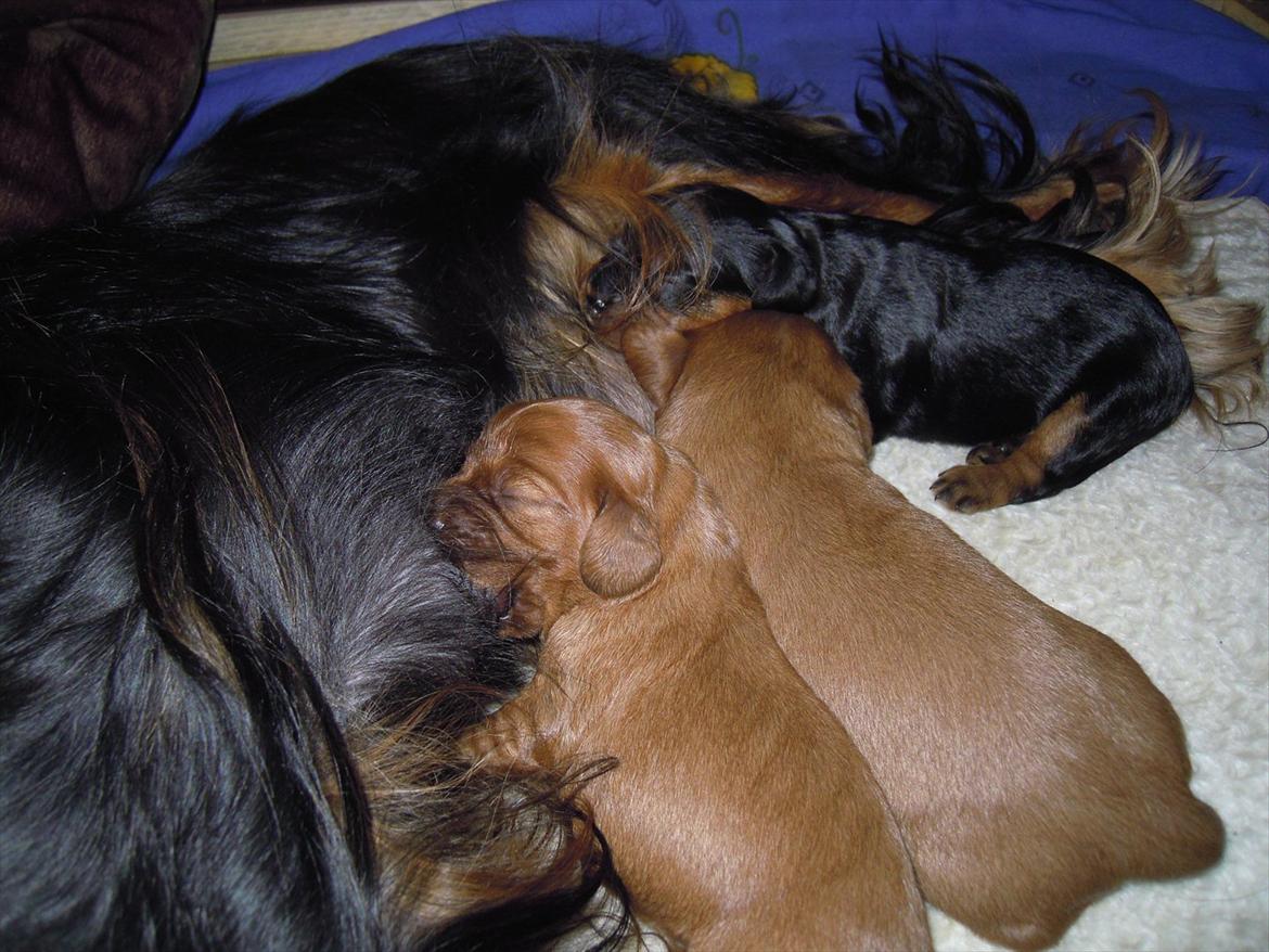 Cavalier king charles spaniel Cikca - Her får vi lige en lille tår ! billede 2