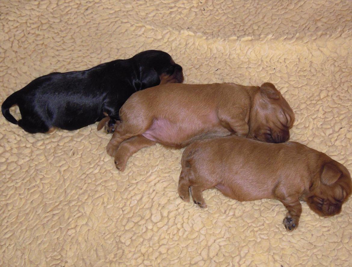 Cavalier king charles spaniel Cikca - Ikke mange dage gammel, jeg er den mindste af dem alle 1 billede 3